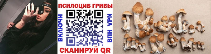 Галлюциногенные грибы Psilocybine cubensis Ярославль